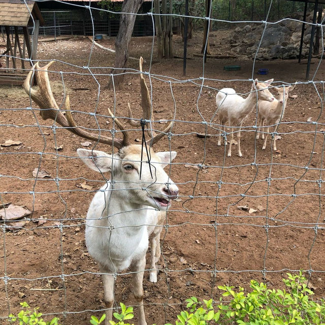 สวนสัตว์บนเขาใหญ่ 🦒 🦓 🦔 