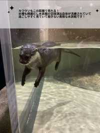 【非日常×水族館】沖縄で出会えるお魚と動物たち。DMMかりゆし水族館の魅力を伝えます🪼