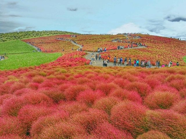 茨城常陸海濱公園 漫步在紅色的掃帚草中