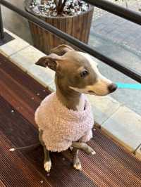 【福岡カフェ】愛犬を連れての旅行にオススメの朝カフェ