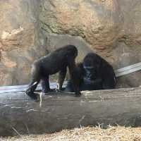 東京景點｜日本最古老的親子動物園—恩賜上野動物園