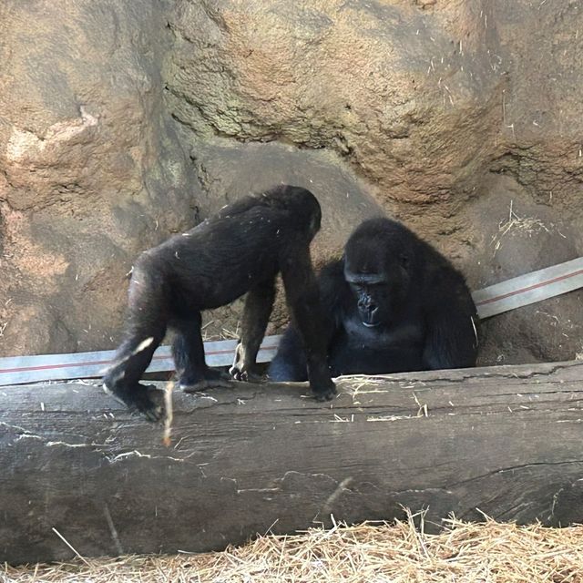 東京景點｜日本最古老的親子動物園—恩賜上野動物園