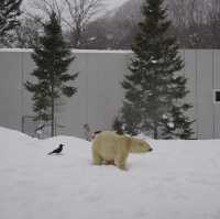 Asahiyama ZooHokkaido