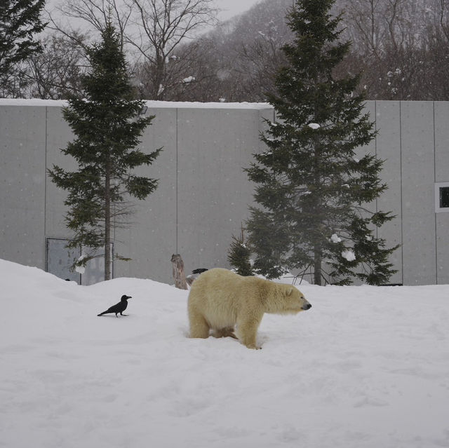 Asahiyama ZooHokkaido