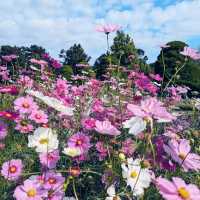【京都府立植物園】100周年を迎えた京都の四季を一番感じる場所