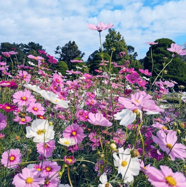 【京都府立植物園】100周年を迎えた京都の四季を一番感じる場所