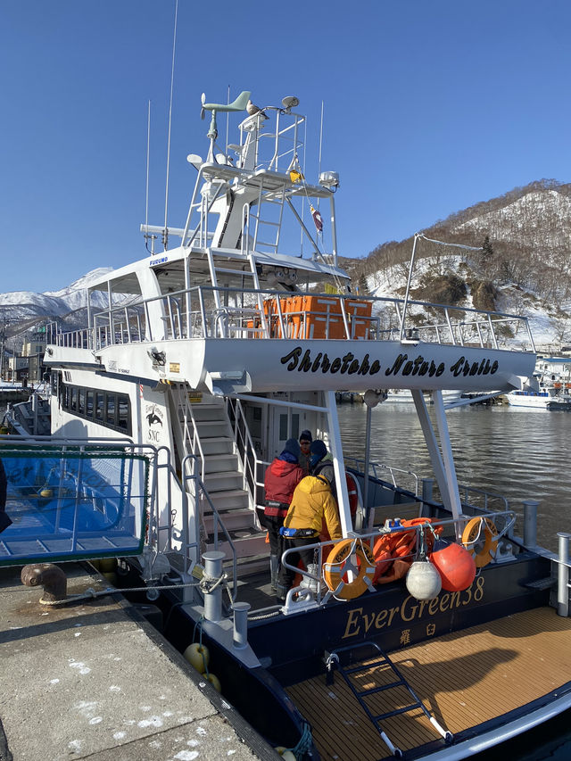 【北海道】オオワシとオジロワシと羅臼の流氷