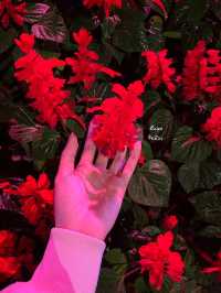 ASEAN Fl🌺wer Festival 