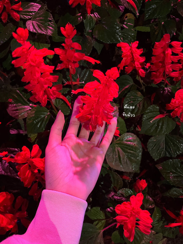 ASEAN Fl🌺wer Festival 