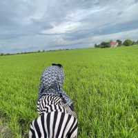 YELLOWISH PADDY FIELS SEKINCHAN 2024