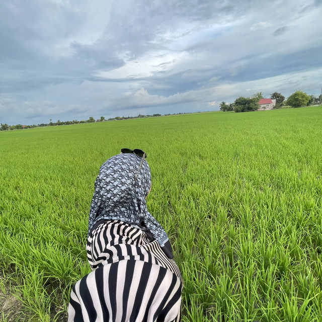 YELLOWISH PADDY FIELS SEKINCHAN 2024