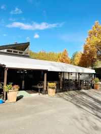 【静岡県/伊豆　紅葉🍁を眺めながら楽しめるキャンプ施設】