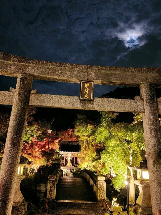 夜觀楓葉
