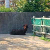 於宇部市常盤動物園探索奇珍異獸
