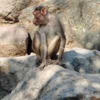 於宇部市常盤動物園探索奇珍異獸