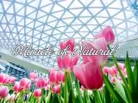 ชมดอกไม้เมืองหนาว Miracle of Natural 