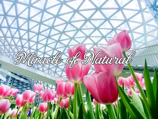 ชมดอกไม้เมืองหนาว Miracle of Natural 