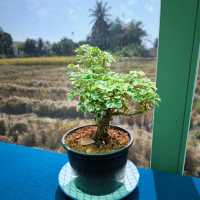 Grindsize Evergreen CNX at Breathe - Rice Valley 