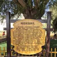 A Holiday Trip to 北疆 (Northern Xinjiang), China
