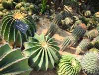 深圳仙湖植物公園