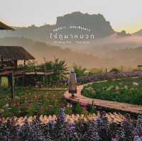 ที่พักกลางทุ่งดอกไม้...วิวปังแห่งเชียงดาว 