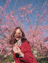 ชมดอกซากูระเมืองไทย @ดอยอินทนนท์ 🌸🤍✨