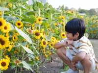 ทุ่งทานตะวัน สวนรถไฟ 🌻