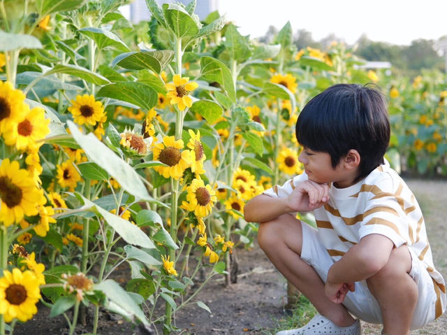 ทุ่งทานตะวัน สวนรถไฟ 🌻