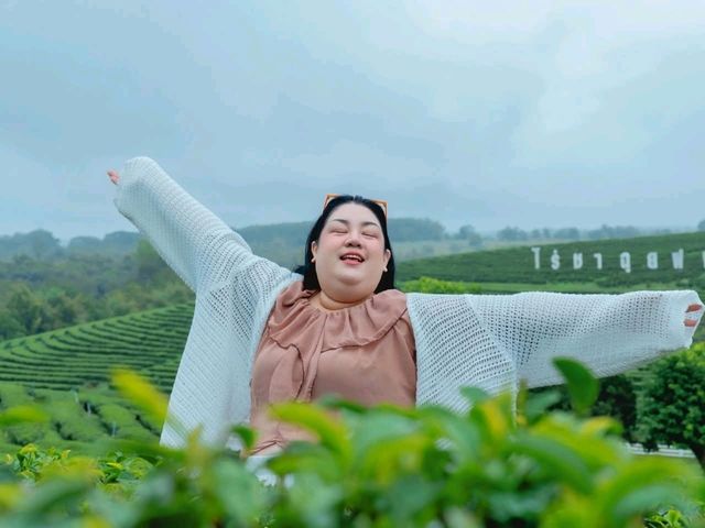 ไร่ชาฉุยฟง เชียงราย