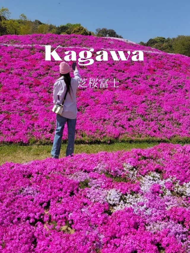 【真っピンクの絨毯が美しすぎる。。。】