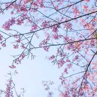 ซากุระบานเมืองไทยแล้วนะ