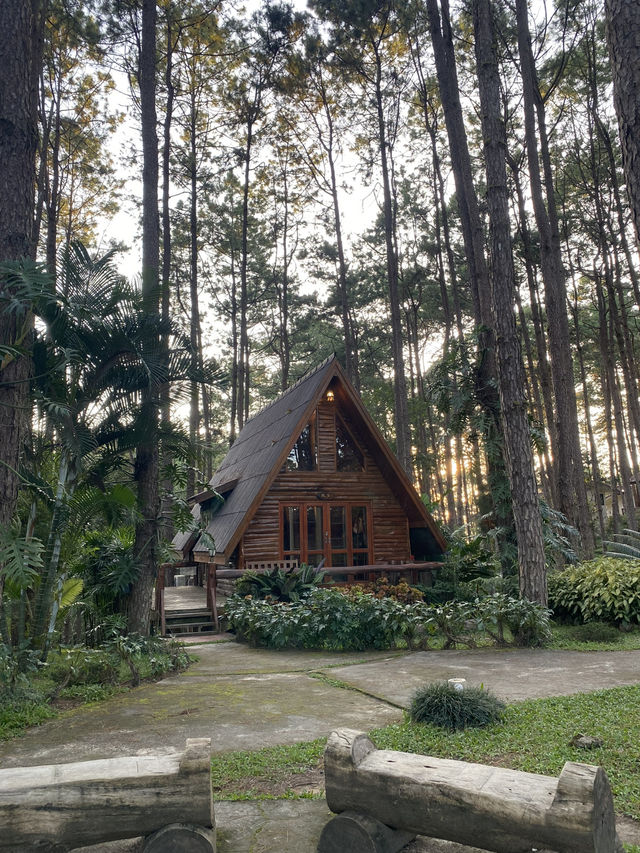 สวนป่าดอยบ่อหลวง | เชียงใหม่ 🏡🌲✨🍃