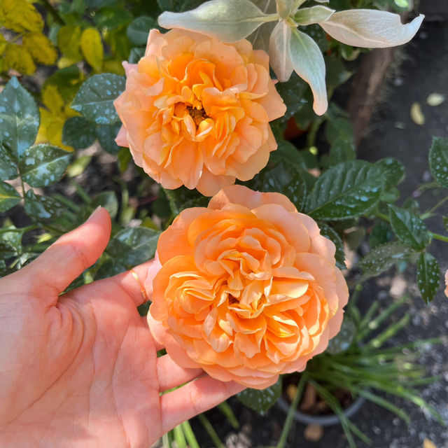 ชวนแฟนไปคาเฟ่ในกรุงเทพที่เต็มไปด้วยดอกกุหลาบ 🌹