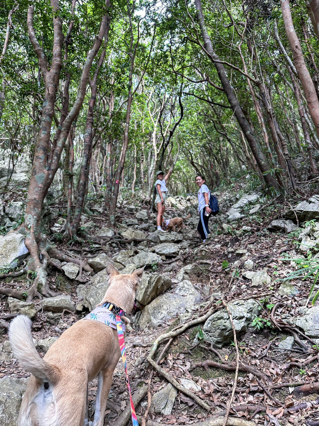 【沖縄】名護市 気分転換に最適！サクッと登れる絶景登山