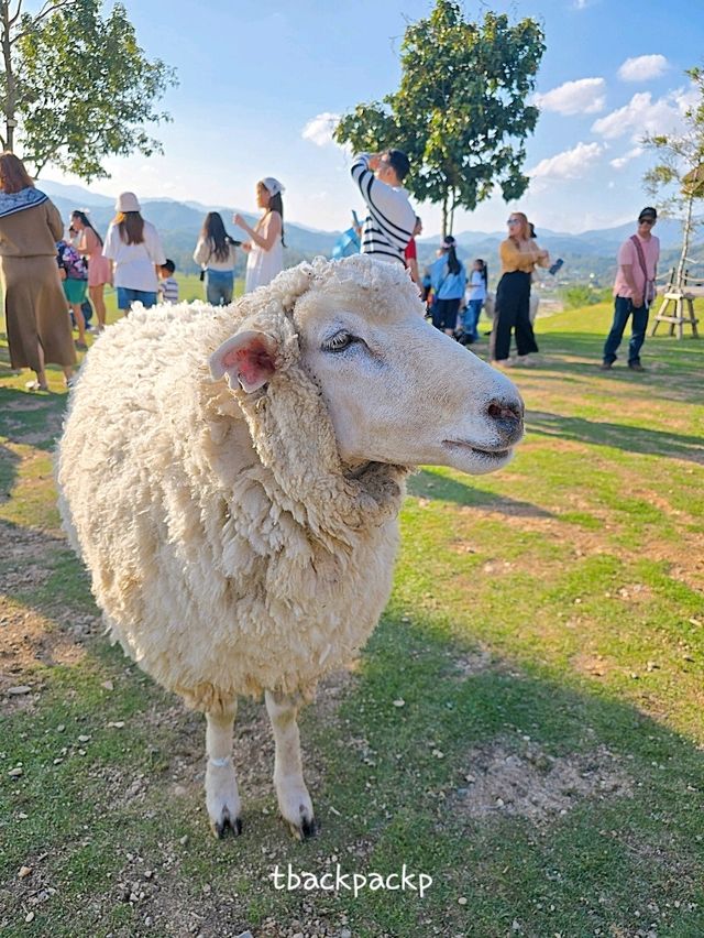 Abonzo ฟาร์มแกะสุดCute ที่เชียงราย 🐏🐑