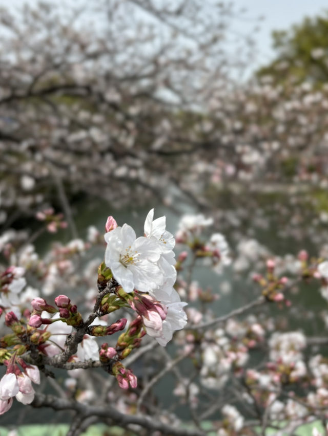 小橋小船櫻花水鄉柳川：春日的大合唱