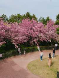 부산 근교 겹벚꽃 명소 모음🌸