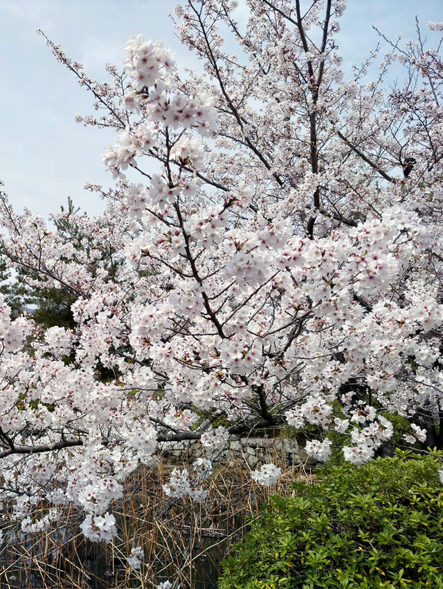  京都野宮神社：櫻花季戀愛聖地及心靈庇護所 🌸