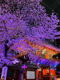 【東京×神田明神の桜】  
