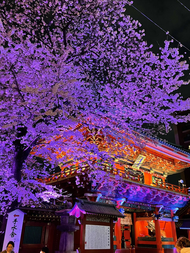 【東京×神田明神の桜】  