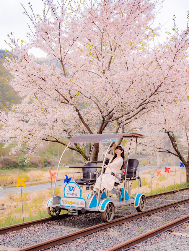 봄에 꼭 가야하는 벚꽃명소 청도🌸