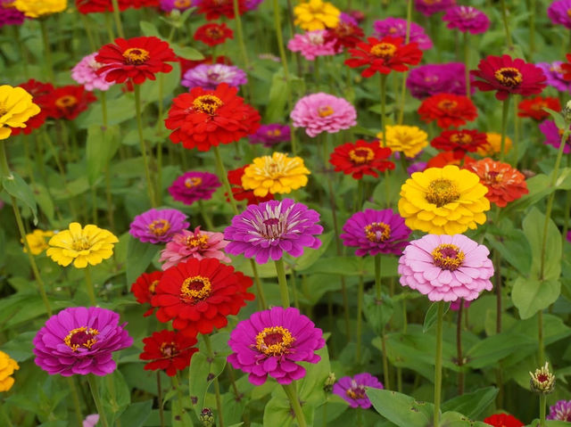 八掌溪畔黃金風鈴花