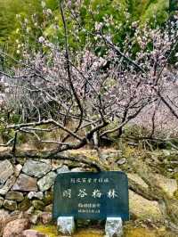 徳島県南部の梅の名所