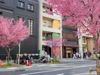 ต้นซากุระ @Sakae Street, Nagoya