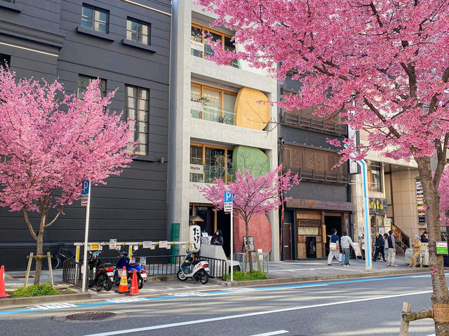 ต้นซากุระ @Sakae Street, Nagoya