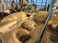 鳥羽水族館🪼蠻遠但值得一去
