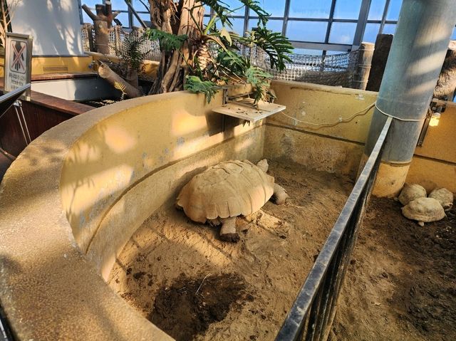 鳥羽水族館🪼蠻遠但值得一去