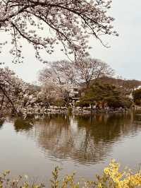 Capture the Beauty of Spring at Yeonhwaji Lake!