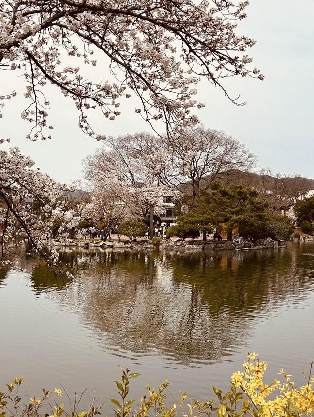 Capture the Beauty of Spring at Yeonhwaji Lake!