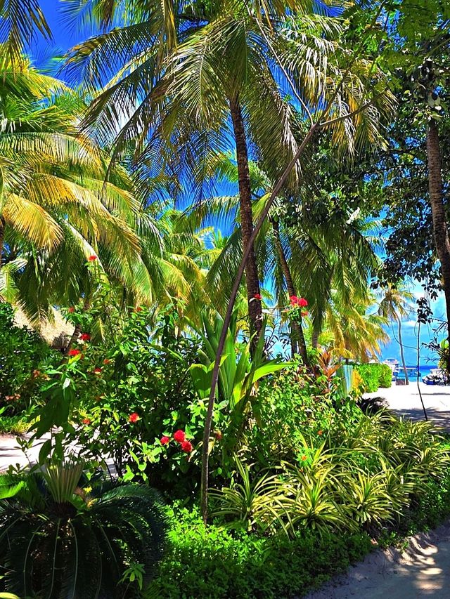 Spring Fling in Kuredu 🌼
